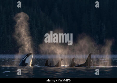 Nord famiglia residente pod giocando a Johnstone Strait vicino a Robson Bight riserva ecologica con l'isola di Vancouver foresta in background, retroilluminato Foto Stock