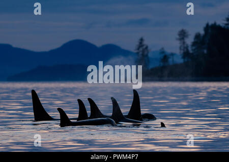 Northern residenti balene killer (Orcinus orca) A24's e A36's in una stretta linea di appoggio attorno a Donegal testa, a ovest di Blackfish suono off Vancouver Isla Foto Stock