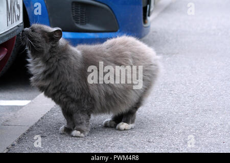 Grigio spesso fluffy street cat sorge da una vettura di borgogna su grigio asfalto e odora di essa, l'animale ha zampe bianco e petto in background è parte di Foto Stock