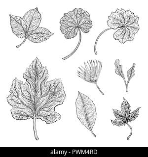 Tipi di foglia. Delineare le foglie di diversi tipi Illustrazione Vettoriale