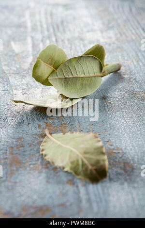 Essiccata foglie di alloro su un blu sullo sfondo di legno Foto Stock