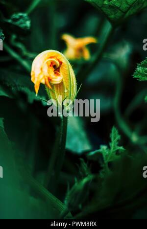 Un fiore di zucchine su un impianto Foto Stock