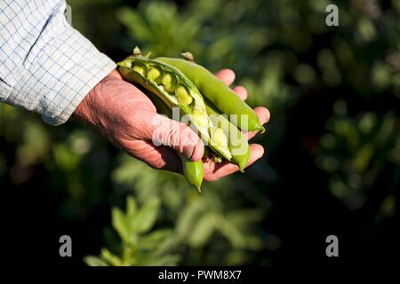 Un agricoltore che detiene appena raccolto fave Foto Stock