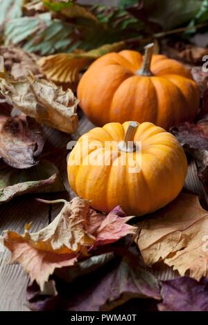 Due mini organico zucche su foglie autunnali Foto Stock