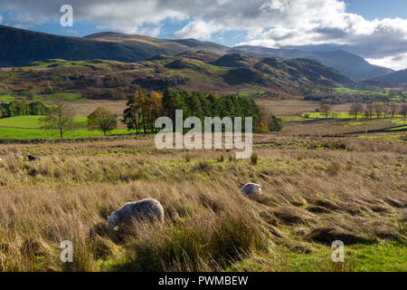 Dale fondo valle con elevata e Rigg Matterdale comune al di là in inglese il Parco Nazionale del Distretto dei Laghi, Cumbria, Inghilterra. Foto Stock