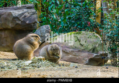 Due poco simpatici cani della prateria di roditura su alcuni alimenti in un paesaggio di sabbia con rocce adorable animale roditore ritratto Foto Stock
