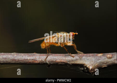 Close-up di rosso-ryed fly appollaiate su un ramo di marrone, fotografati contro lo sfondo nero. Foto Stock