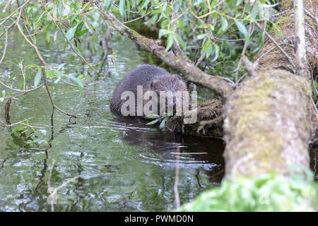 Eurasian castoro (Castor fiber) sul fiume Ericht, vicino a Blairgowrie, Scotland, Regno Unito. Foto Stock