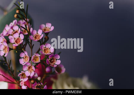 Chamelaucium fiore su sfondo semplice con luce di studio Foto Stock