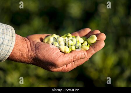 Un agricoltore che detiene appena raccolto fave Foto Stock