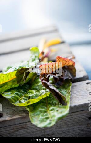 Diverse foglie di bietole su una gabbia in legno Foto Stock