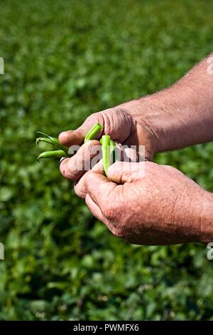 Un agricoltore che detiene appena raccolto i fagiolini verdi Foto Stock