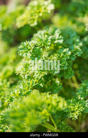 Prezzemolo (Petroselinum crispum Crispum) cresce in giardino Foto Stock