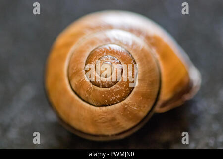 Macro di un marrone Sundial Shell su uno sfondo sfocato tabella Foto Stock