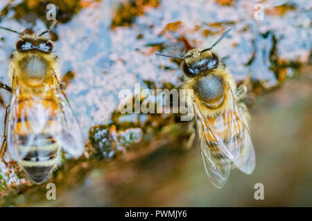 Western Honey Bee bevendo acqua in un giardino Foto Stock