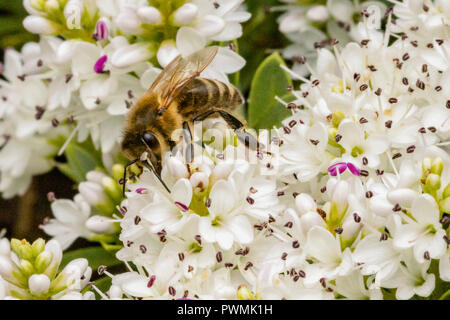 Western Honey Bee raccogliendo il nettare dai fiori bianchi in un giardino Foto Stock