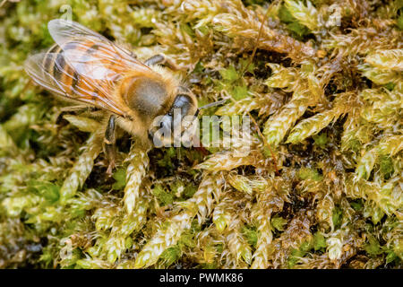 Mimetizzati Western Honey Bee in appoggio sul fogliame verde in un giardino Foto Stock