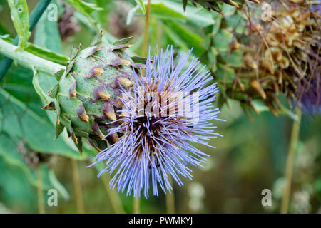 Close up di un cardo o Cynara cardunculus con fiori blu in un giardino. Molto simile a un globo carciofo. Foto Stock