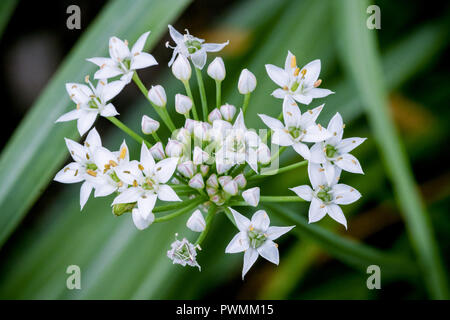 Close up di bianco cinese con erba cipollina a sfocare lo sfondo di erba in giardino. Noto anche come Allium tuberosum. Foto Stock