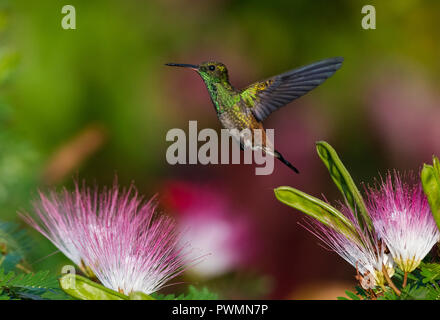 I capretti fesa di rame Hummingbird in bilico in un giardino. Foto Stock