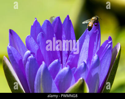 Un'ape siede su un giglio viola. Foto Stock