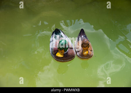 Due anatre di plastica su un lago Foto Stock