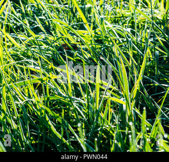 Fresca Rugiada di mattina su verde erba del campo Foto Stock