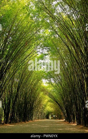 Bamboo naturale Tree arco la passerella all'ingresso del tempio Chulapornwanaram in provincia Nakornnayok, Thailandia Foto Stock