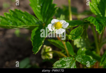 White piccolo fiore di fragole di giardino a stagione primavera Foto Stock