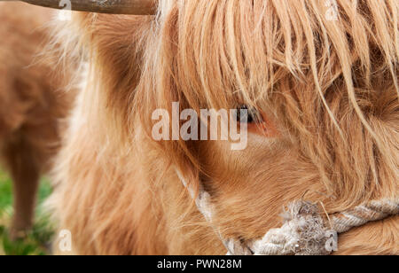 Close up di highland mucca, haltered a county mostra che mostra l'occhio. Foto Stock