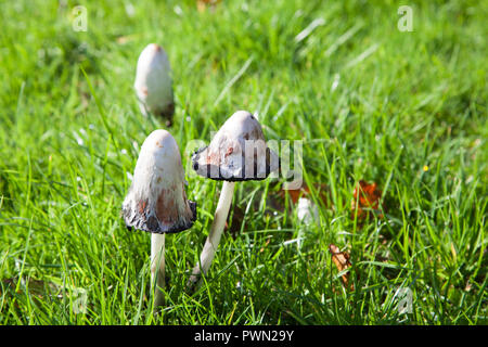 Coprinus comatus - Shaggy inkcap funghi che crescono nei prati. Noto anche come avvocati parrucca. Foto Stock