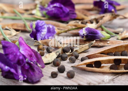 Lathyrus odoratus. Allo sbiadimento pisello dolce blumi, dolce essiccato baccelli di piselli e vede pronto per essere salvati per il futuro la piantagione, inizio autunno, REGNO UNITO Foto Stock