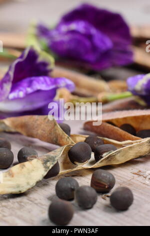 Lathyrus odoratus. Allo sbiadimento pisello dolce blumi, dolce essiccato baccelli di piselli e vede pronto per essere salvati per il futuro la piantagione, inizio autunno, REGNO UNITO Foto Stock