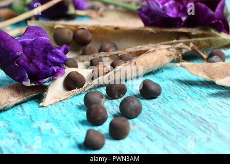 Lathyrus odoratus. Allo sbiadimento pisello dolce blumi, dolce essiccato baccelli di piselli e vede pronto per essere salvati per il futuro la piantagione, inizio autunno, REGNO UNITO Foto Stock