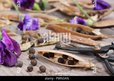 Lathyrus odoratus. Allo sbiadimento pisello dolce blumi, dolce essiccato baccelli di piselli e vede pronto per essere salvati per il futuro la piantagione, inizio autunno, REGNO UNITO Foto Stock