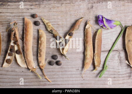 Lathyrus odoratus. Allo sbiadimento pisello dolce blumi, dolce essiccato baccelli di piselli e vede pronto per essere salvati per il futuro la piantagione, inizio autunno, REGNO UNITO Foto Stock