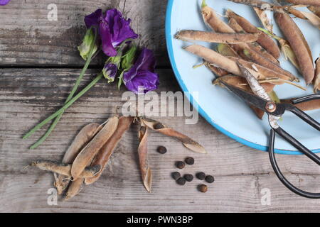 Lathyrus odoratus. Allo sbiadimento pisello dolce blumi, dolce essiccato baccelli di piselli e vede pronto per essere salvati per il futuro la piantagione, inizio autunno, REGNO UNITO Foto Stock