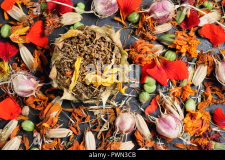 Salvataggio di semi di fiori per il futuro la piantagione: girasole (Helianthus anuus) Amore in una nebbia (Nigella damascena), nasturtium (Tropaeolum), calendula (Tagetes). Foto Stock