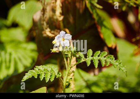 Solanum sisymbriifolium,comunemente noto come sticky niteshade, litchi pomodoro, del fuoco e del ghiaccio impianto,dettagli delle piante e dei fiori Foto Stock