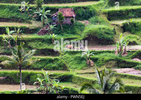 Paesaggio rurale e i campi di Bali, Indonesia Foto Stock