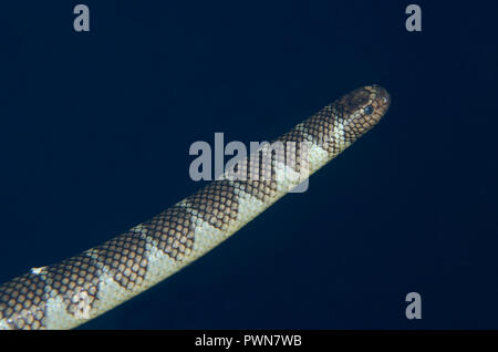 Nuoto , Snake di Mare Cinese, Laticauda semifasciata, Snake Ridge dive site, Gunung API, Manuk, Maluku, Mare di banda, Indonesia Foto Stock