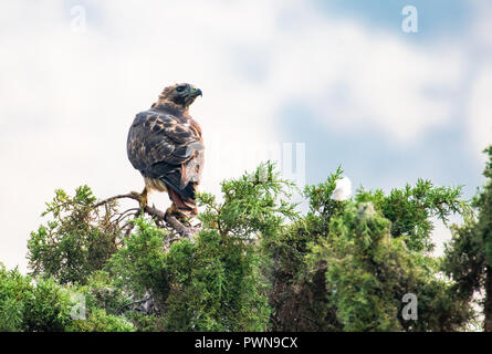 Un Rosso Tailed Hawk posatoi sulla cima di un albero. Foto Stock