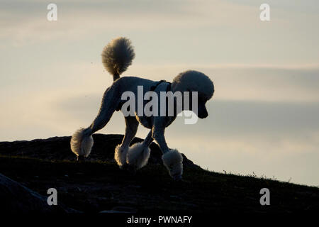 Barboncino standard con radere pom pom tagliare Foto Stock