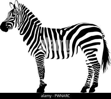 Immagine in bianco e nero animale vectorin zebra sfondo bianco Illustrazione Vettoriale