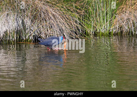 Western Swamphen (Porphyrio porphyrio) Foto Stock