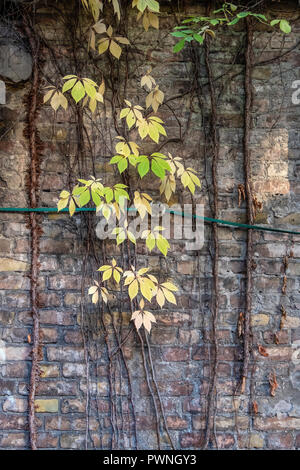 Golden fogliame di Virginia superriduttore contro weathered vecchio muro in autunno nel quartiere Mitte di Berlino Foto Stock