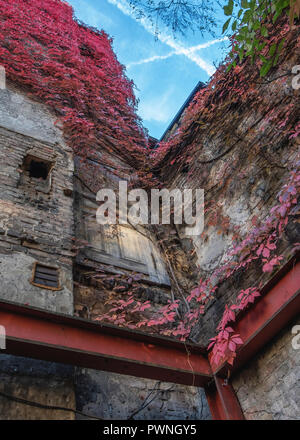 La vibrante foglie rosse della Virginia superriduttore contro weathered vecchio muro in autunno nel quartiere Mitte di Berlino Foto Stock