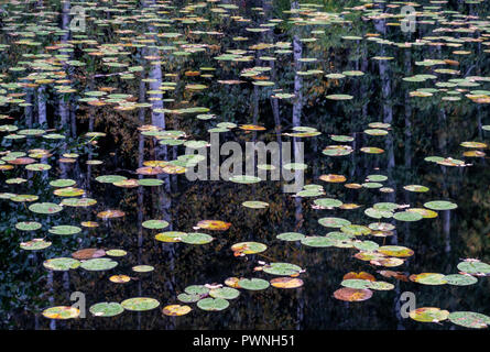 Molti acqua giglio lascia sulla superficie del lago con la riflessione di foresta in autunno in Finlandia Foto Stock