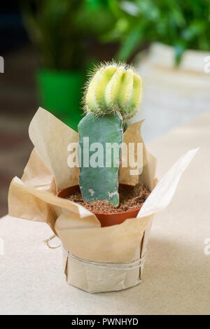 Mini cactus nel piccolo vaso Foto Stock