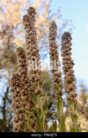 Mullein, Molène Thapsus Foto Stock